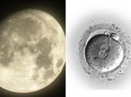 «Луна - яйцеклетка»: Спутник Земли может быть частью новой планеты Солнечной системы - конспиролог