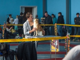 Конкурс красоты для собак: в Одессе выбирали самых породистых терьеров, овчарок и питбулей