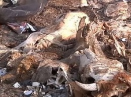 В Днепропетровской области обнаружили стихийное кладбище животных (ВИДЕО)