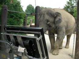 Самка азиатского слона может работать счетоводом - ученые