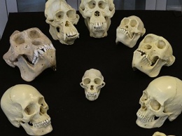 Ученые не нашли ничего необычного в вариациях формы черепа человека