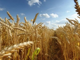 Урожай в Украине под угрозой: названа роковая ошибка аграриев