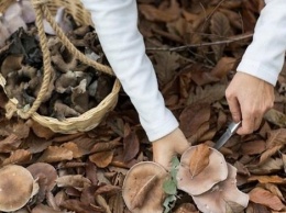 В Запорожской области пять человек отравились грибами