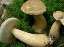 В Запорожской области пять человек отравилось грибами