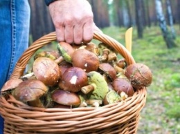 Жители Запорожской области травятся грибами