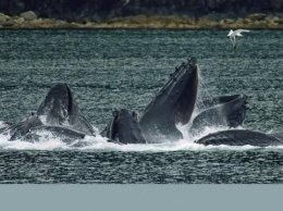 Ученые: Горбатые киты прекращают пение при приближении морских судов