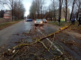 «Буйство стихии»: Шквалистый ветер сваливает деревья и срывает крыши во Владикавказе
