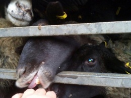 В порту под Одессой в грузовике заперты сотни овец: часть животных умерла из-за жажды и трупных газов