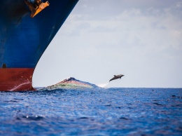 Из-за шума корабельных двигателей речь дельфинов становится проще
