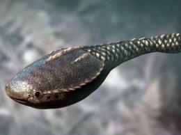 Палеонтологи нашли место появления первых позвоночных