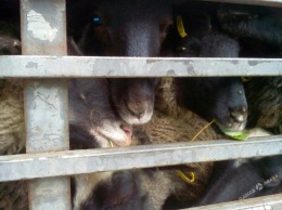Резонанс вокруг 300 умирающих овец под Одессой: поголовье уничтожат из-за опасной инфекции