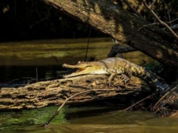 Ученые обнаружили новый вид исчезающих крокодилов в Африке