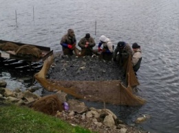 Водохранилище на Киевщине пополнилось 6 тоннами рыбы (фото)