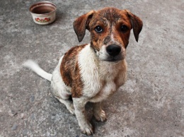 Животные умирают в адских муках: Терминал порта в Черноморске усеян трупами собак(ВИДЕО)