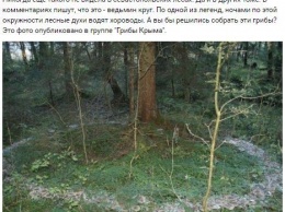 ''Духи водят хороводы'': в Крыму сделали загадочную фотографию в лесу