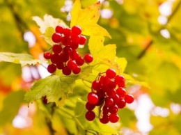 Осенние ягоды, которые помогут укрепить здоровье