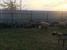 Волонтеры в Тульчине ухаживают за 300 овцами, которых две недели держали в порту. Фото