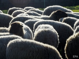 В фуре, которая в 12 октября стояла в порту Черноморска, погибло 54 из 300 овец