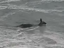 Австралийские полицейские бросились в океан, чтобы не дать утонуть кенгуру