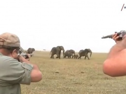 Охотники убили слона в Намибии. Но потом стадо отомстило за товарища