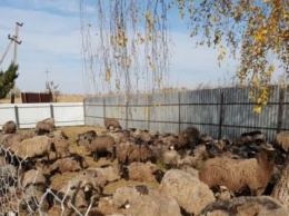 Стала известна судьба овец из Одеской области
