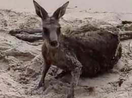 Австралийские полицейские спасли тонущего кенгуру