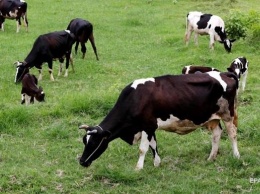 Украина удвоила ввоз чистопородного племенного скота - Минагрополитики