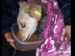 В Запорожье спасли собаку, застрявшую головой в вагоне товарняка (ФОТО)