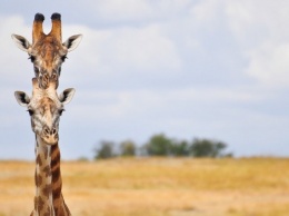 WWF заявил о сокращении численности животных на 60% за последние 40 лет