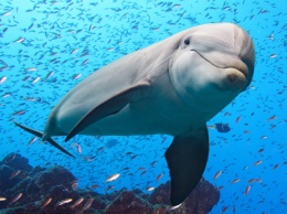 Растущий уровень шума мешает дельфина переговариваться