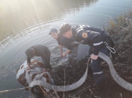 Днепровские спасатели достали из реки 100-килограммовую корову