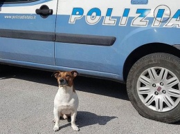 Итальянская мафия объявила награду за полицейскую собаку
