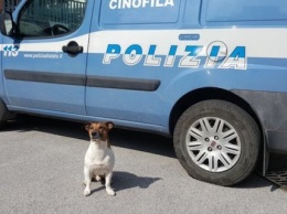В Италии мафия заказала полицейского пса