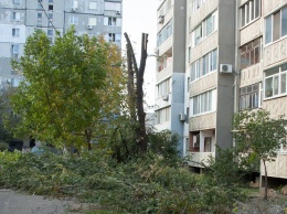 Жители Николаева жалуются, что неизвестные спиливают в Ингульском районе здоровые деревья