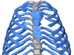 Ученые впервые создали 3D-модель грудной клетки неандертальца