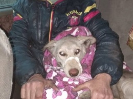 Курьезы: В Запорожье собака застряла под вагоном