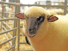 Из-за фуры с овцами. Теперь животных в Украине велено возить нежно и с видеофиксацией