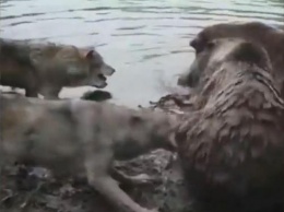 В Голландии медведи разорвали волчицу на глазах у посетителей зоопарка