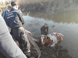 Под Днепром сотрудник ГСЧС спасли корову