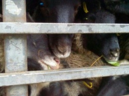Из-за гибели овец в порту Черноморска в Украине ввели новые правила транспортировки животных