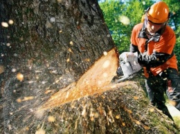 Харьковчане просят не рубить деревья