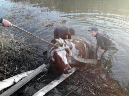 Спасти Марту: как в Терновке доставали из реки... корову (ВИДЕО)