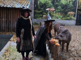 Ведьмы-экскурсоводы, страшные животные и веселый шабаш - как в Николаевском зоопарке отметили Хэллоуин