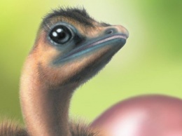 У динозавров были цветные яйца, выяснили палеонтологи