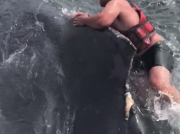 Верхом на ките: смелому рыбаку понадобилось три часа, чтобы освободить горбатого кита от веревки, в которой он запутался