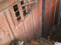 В одном из районов Запорожья кот застрял в западне (ФОТО)