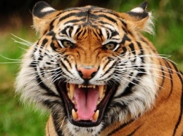 В Индии застрелили тигрицу, которая убила не менее 13 человек