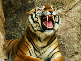 В Индии убит тигр-людоед. Его ловили с помощью коз и духов Obsession
