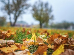 В Киеве планируют перерабатывать опавшие листья на топливные брикеты