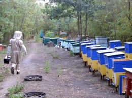 Особенности национального пчеловодства: матки-сепаратистки, незадачливые рэкетиры и можно ли заработать медом на жизнь